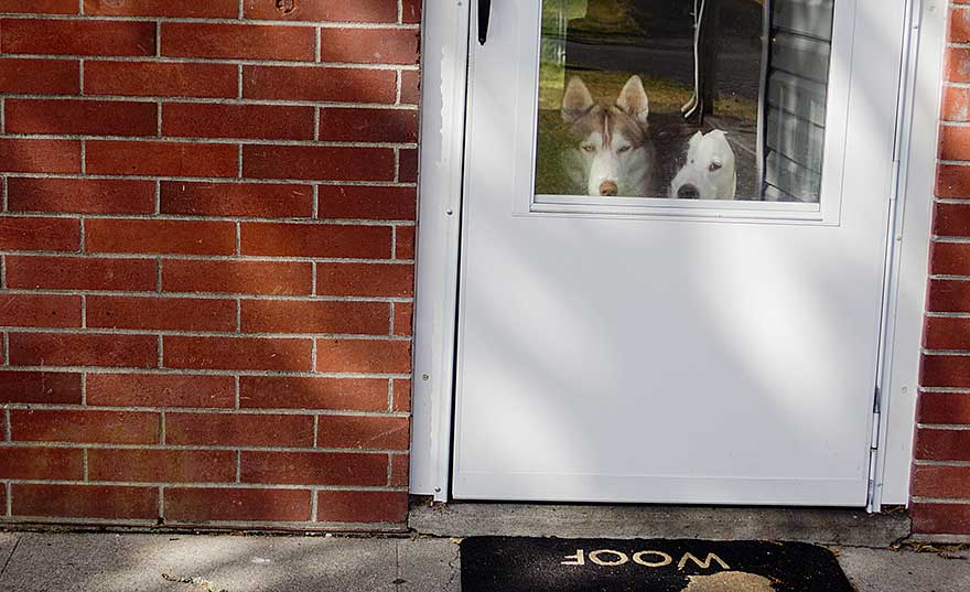 dogs-at-front-door