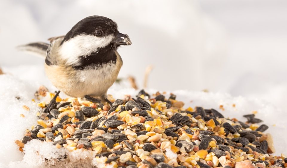 Chickadee bird on a pile of birdseeds