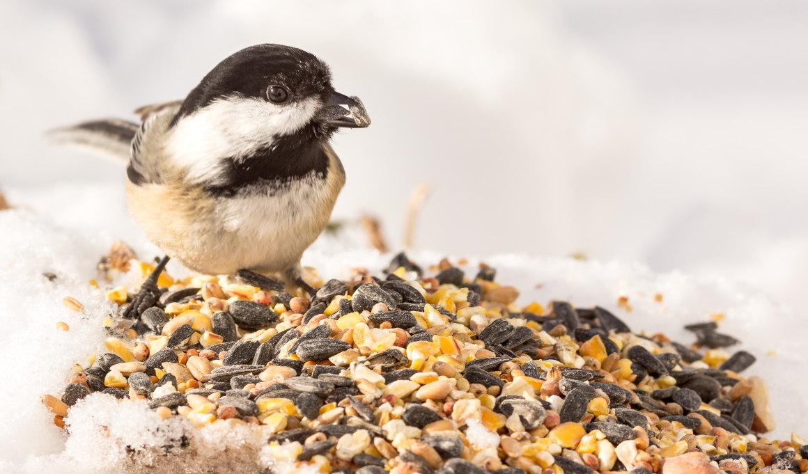 Chickadee bird on a pile of birdseeds