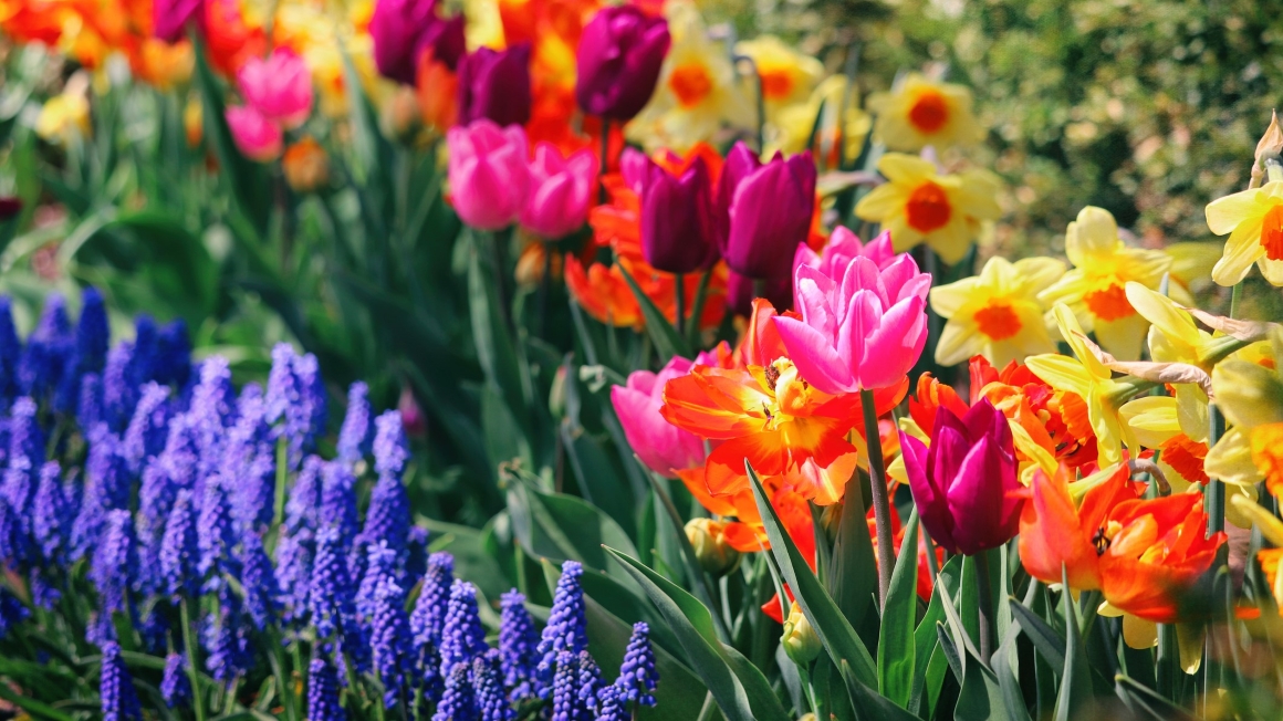 MayFlowers-GettyImages-1223087953